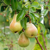 Perenboom Beurré Alexander Lucas - Willemse