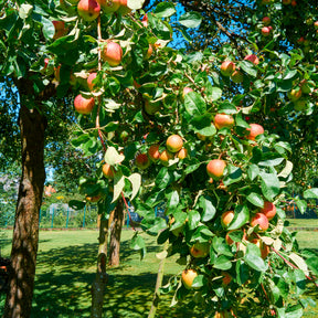 Appelbomen - Appelboom Braeburn - Malus domestica Braeburn