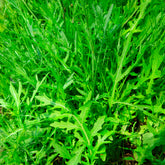 Diplotaxis tenuifolia Wildfire - Rucola Wildfire - Slazaden
