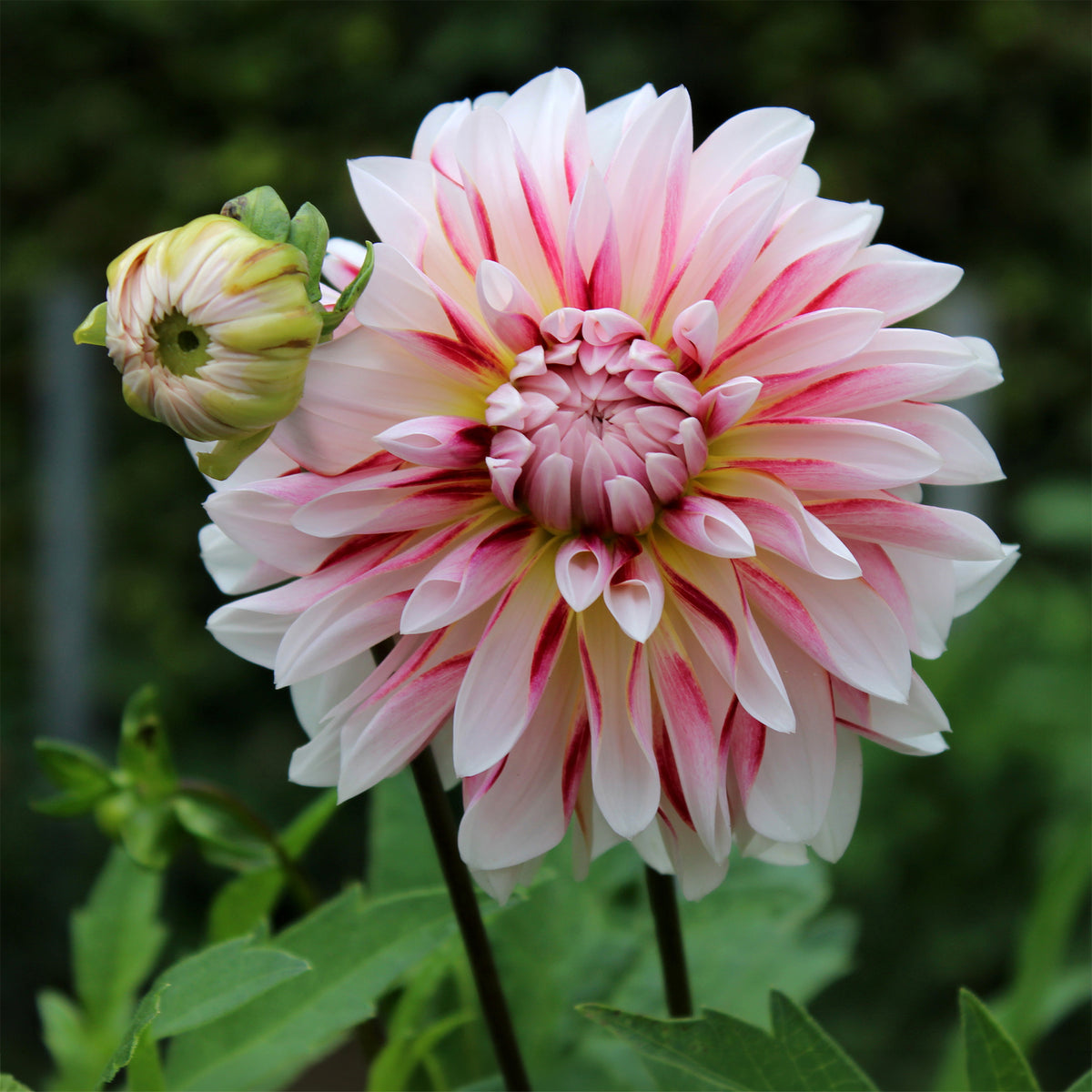 Dahlia Caribbean Fantasy -  - Willemse