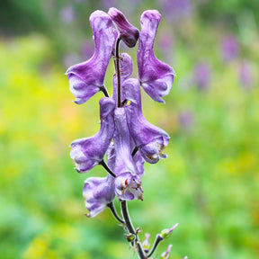 Monnikskap Purple Sparrow - Aconitum hybride purple sparrow - Willemse