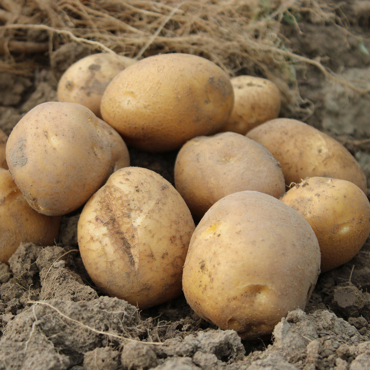 Aardappel 'Wilja' (x25)