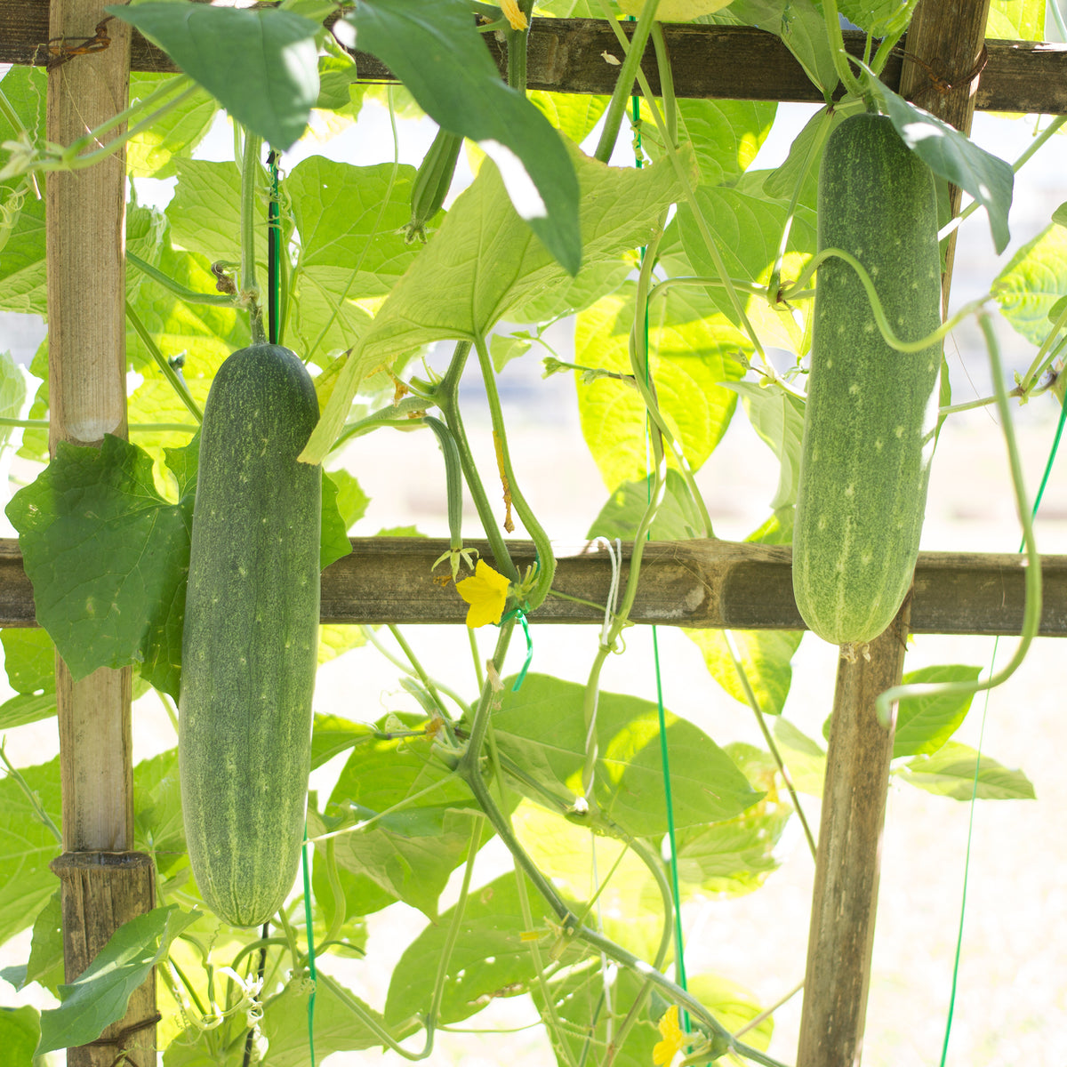 Komkommer 'Johanna' - Cucumis sativus 'johanna' - Willemse