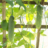 Komkommer 'Johanna' - Cucumis sativus 'johanna' - Willemse