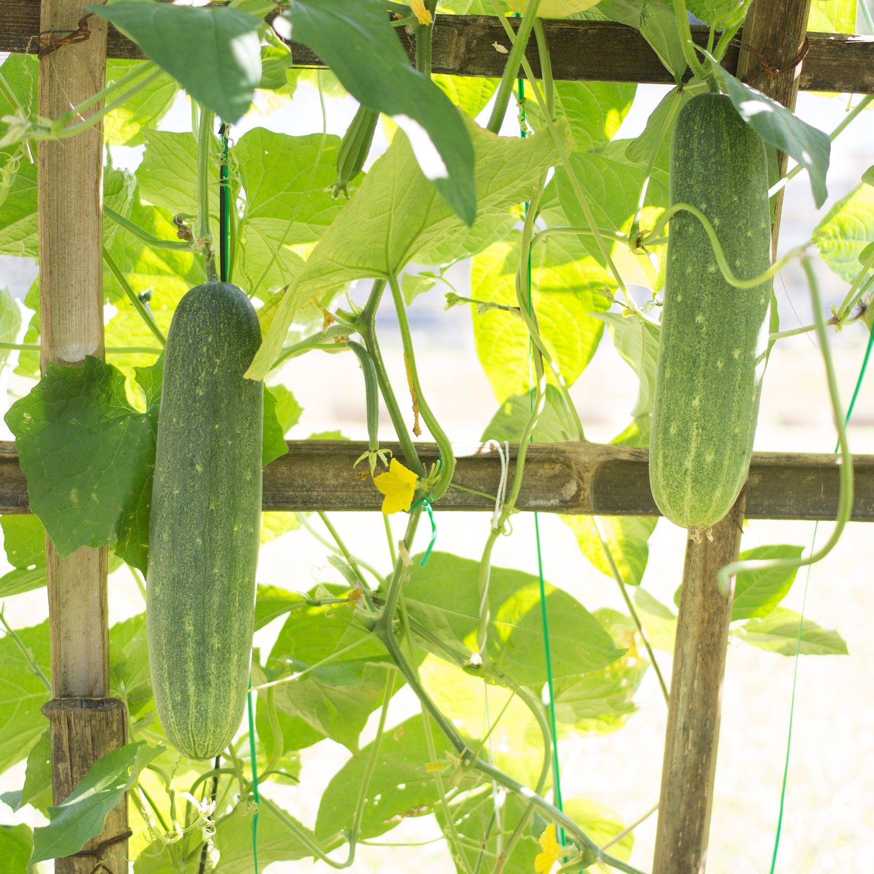 Komkommer 'Johanna' - Cucumis sativus 'johanna' - Willemse