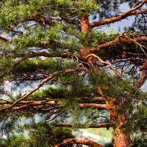 Verkoop Grove den - Den