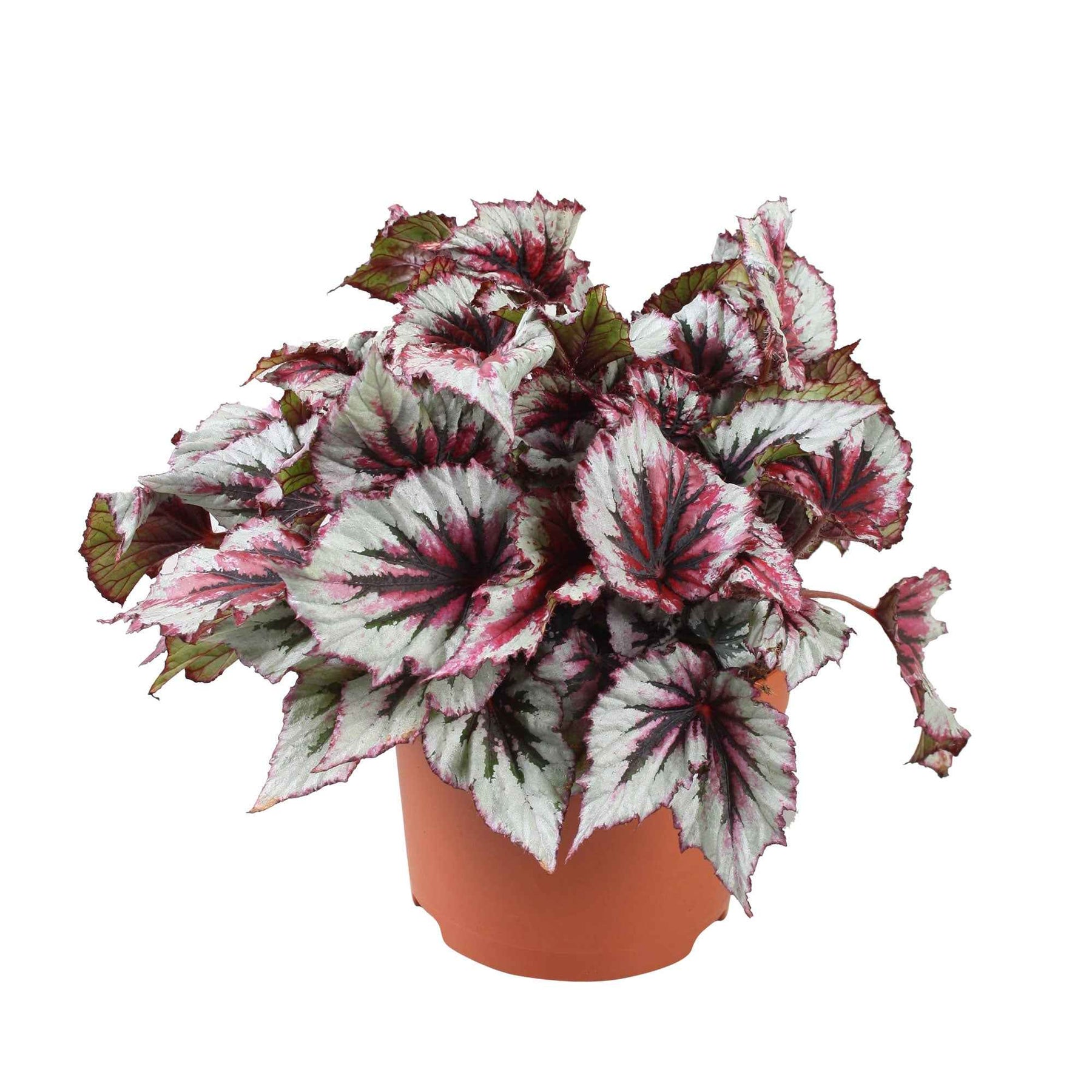 Begonia beleaf evening glow - Bladbegonia 'Evening Glow' - Groene kamerplanten voor interieur