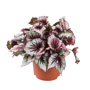 Begonia beleaf evening glow - Bladbegonia 'Evening Glow' - Groene kamerplanten voor interieur