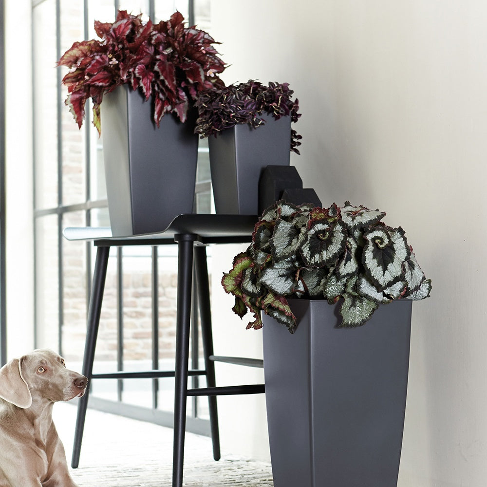 Bladbegonia 'Evening Glow' - Begonia beleaf evening glow