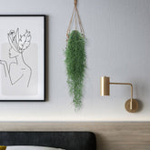 Spaans mos - Tillandsia usneoides