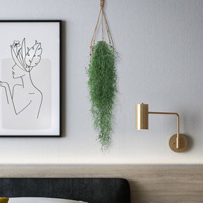 Spaans mos - Tillandsia usneoides