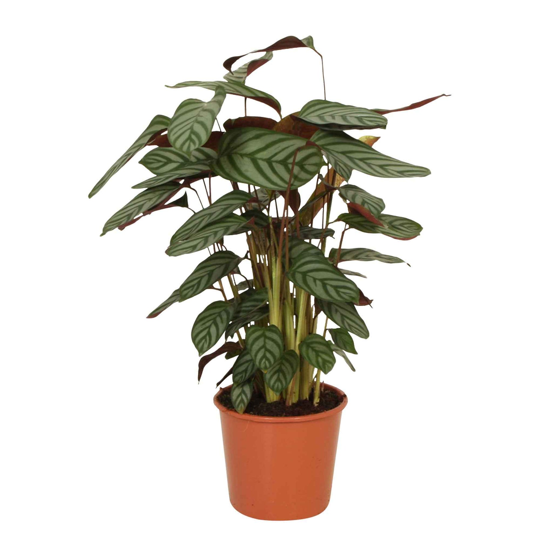 Pauwenplant 'Compact Star' - Calathea compact star - Willemse