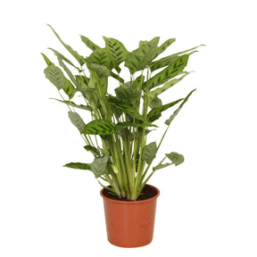 Calathea leopardina - Pauwenplant 'Leopardina' - Calathea