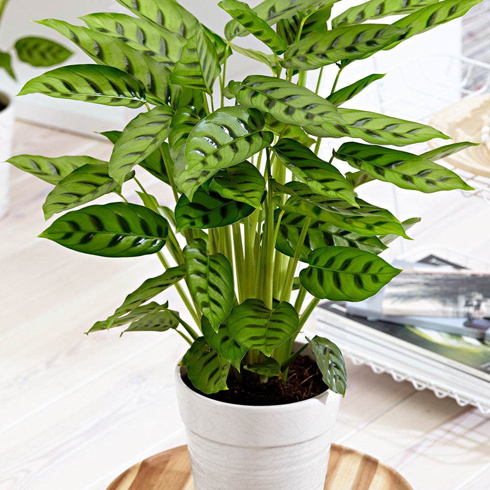 Pauwenplant 'Leopardina' - Calathea leopardina