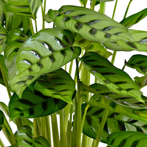 Pauwenplant 'Leopardina' - Calathea leopardina