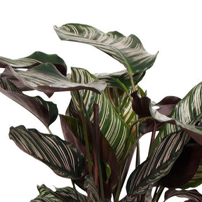 Pauwenplant 'Ornata' - Calathea ornata