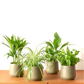 Luchtzuiverende planten Mix (x4) - Areca dypsis, chlorophytum 'atlantic', asplenium, spathiphylum - Willemse