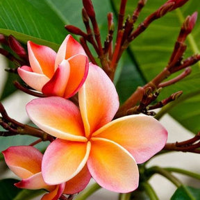 Tempelboom Frangipani Plumeria 'Bordeaux' Rood-Paars - Plumeria Rubra Bordeau - Willemse