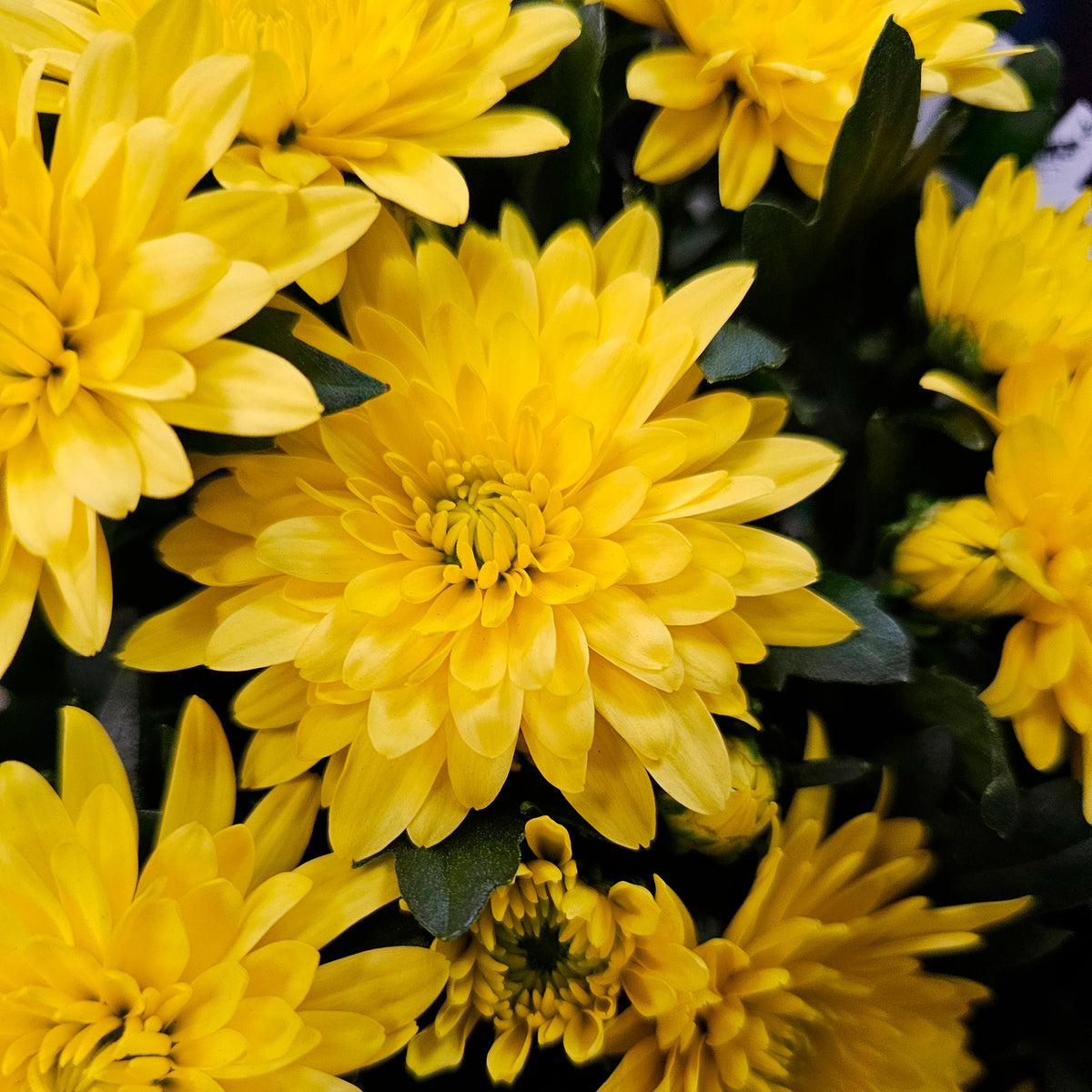Chrysant  geel/oranje - Willemse