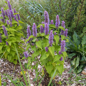 Dropplant Golden Jubilee - Agastache rugosa Golden Jubilee - Willemse