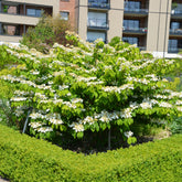 Viburnum plicatum Watanabe - Japanese sneeuwbal - Sneeuwbal (Viburnum)