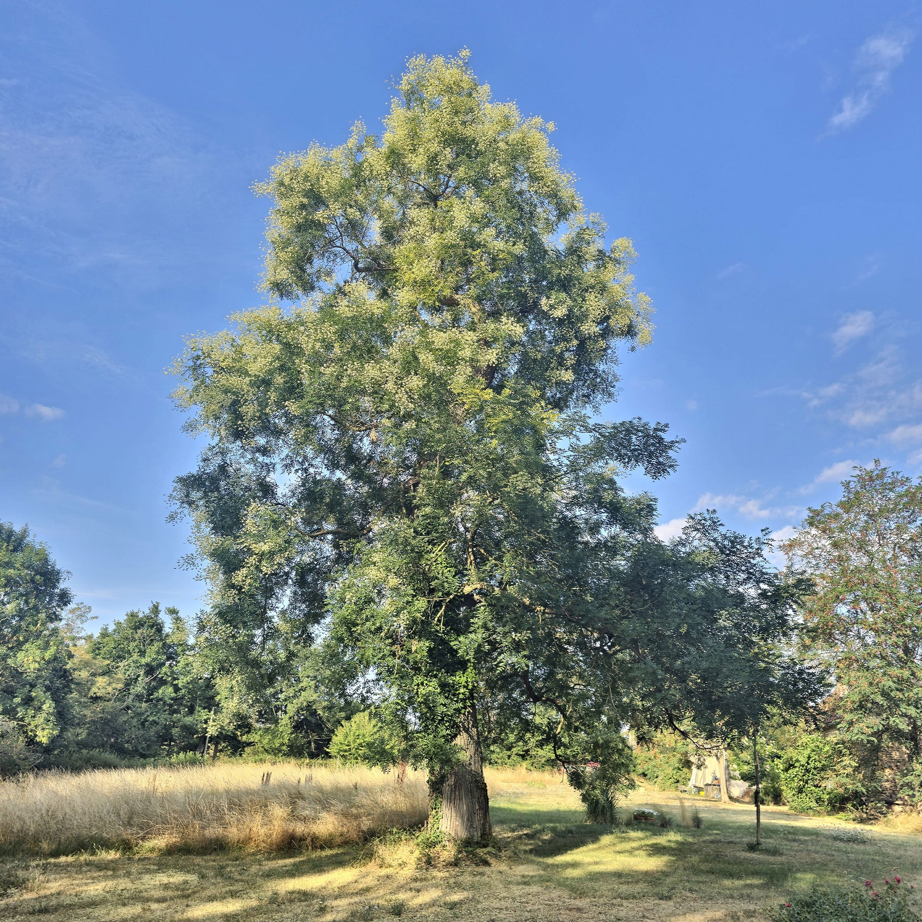 Japanse pagodeboom - Sophora japonica - Willemse