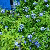 Dentelaire du Cap Donkerblauw/Plumbago Donkerblauw - Willemse