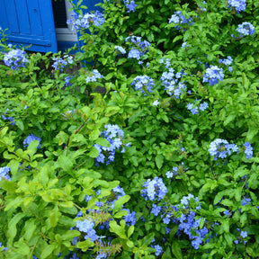 Dentelaire du Cap Donkerblauw/Plumbago Donkerblauw - Willemse