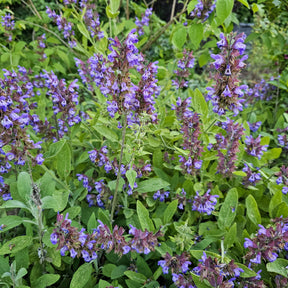 Salie - Salie - Salvia officinalis