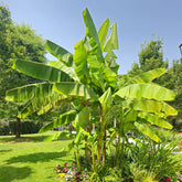 Bananenplant Musa basjoo - Musa basjoo - Willemse