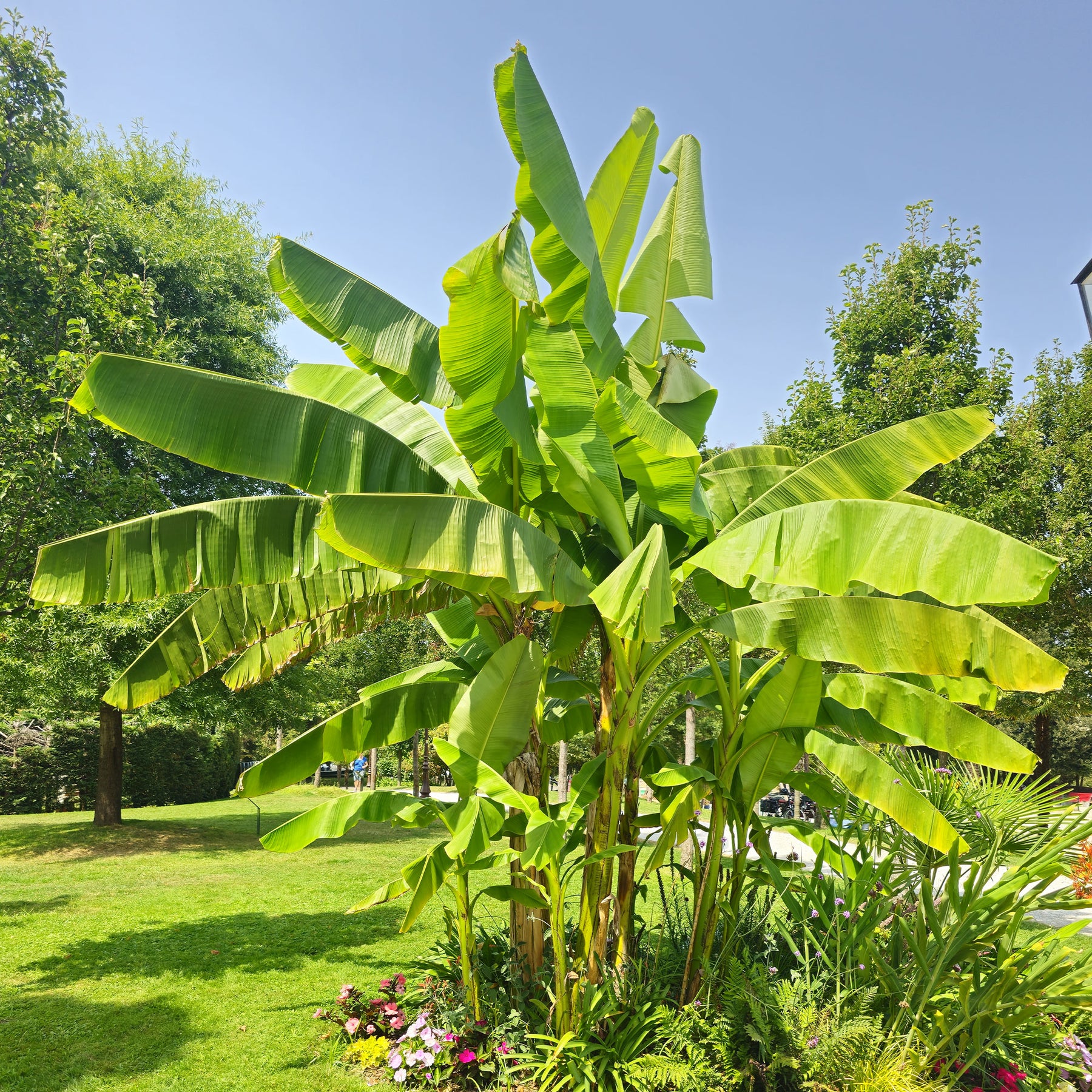 Bananenplant Musa basjoo - Musa basjoo - Willemse