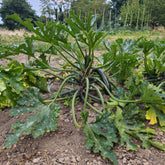 10 zaden "Black Beauty" Courgette. - Willemse