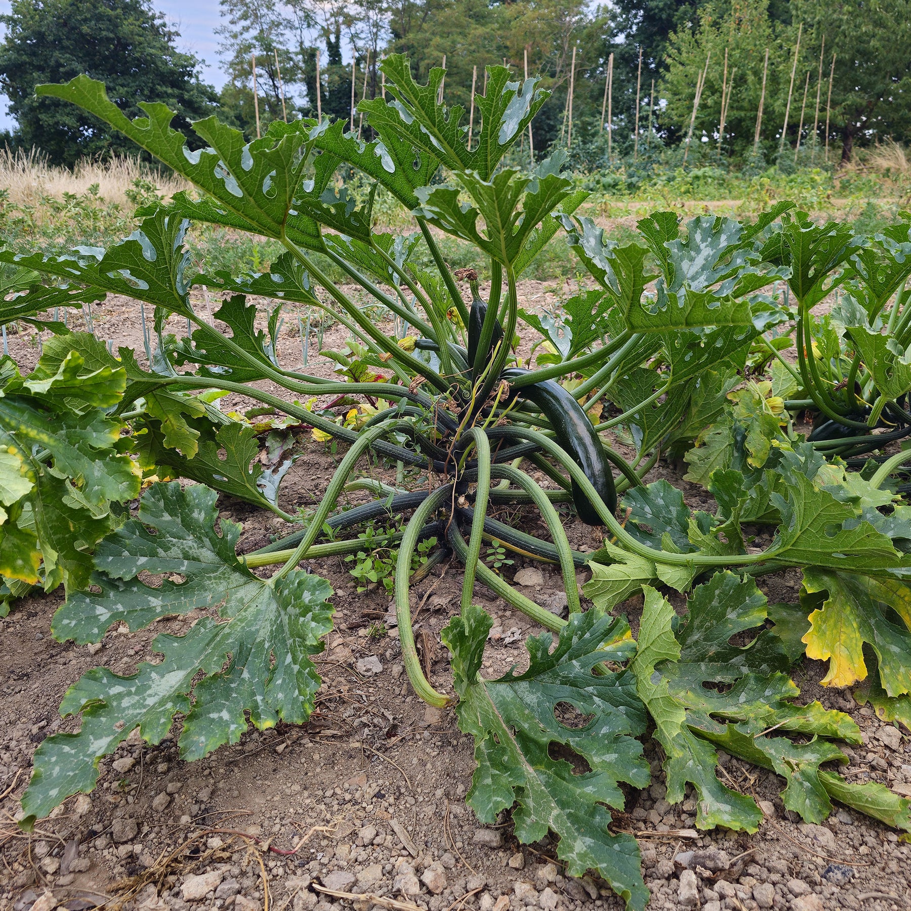 10 zaden "Black Beauty" Courgette. - Willemse