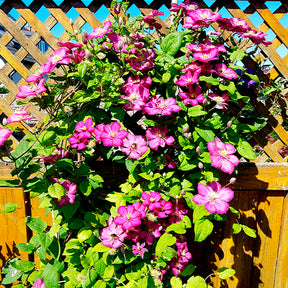 Clematis Ville de Lyon, Miss Bateman, Président - Clematis Collectie: Ville de Lyon, Miss Bateman Ville de Lyon, juffrouw Bateman, voorzitster (x3) - Clematis
