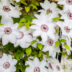 Verkoop Clematis Collectie: Ville de Lyon, Miss Bateman Ville de Lyon, juffrouw Bateman, voorzitster (x3) - Clematis Ville de Lyon, Miss Bateman, Président