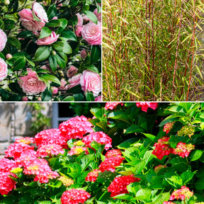 Boeren Boerenhortensia, Japanse roos, bamboe (x3) - Willemse