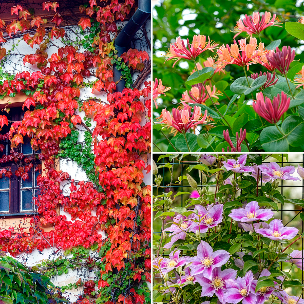 Collectie van  klimplanten: kamperfoelie, clematis, Wilsde Wingerd (x3) - Willemse