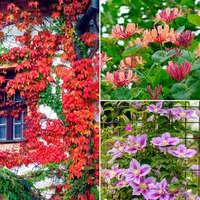 Collectie van  klimplanten: kamperfoelie, clematis, Wilsde Wingerd (x3) - Willemse
