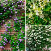 Toscaanse jasmijn, Blauwe regen, Hortensia (x3) - Willemse