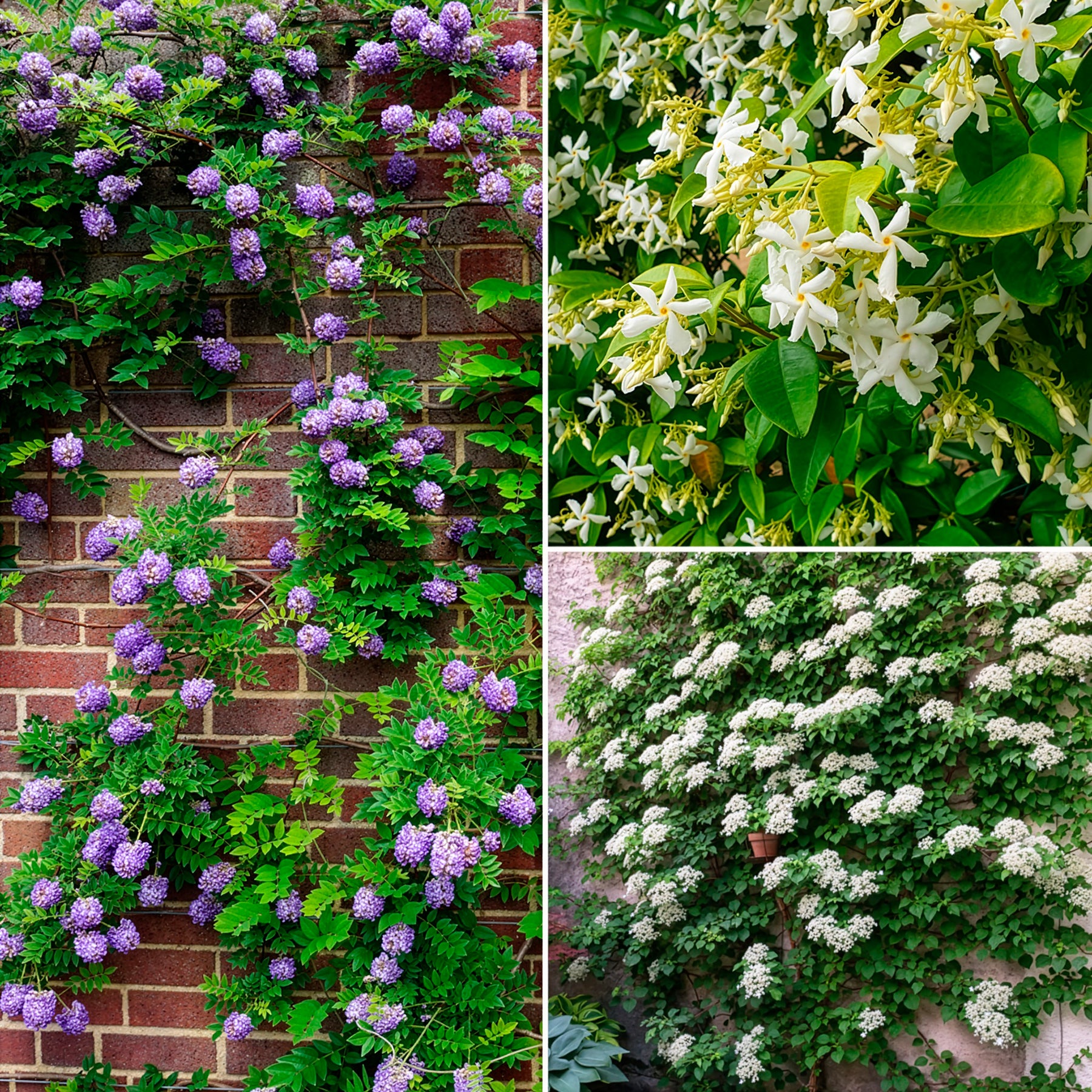 Toscaanse jasmijn, Blauwe regen, Hortensia (x3) - Willemse