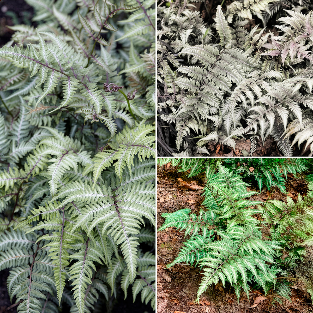 Wijfjesvaren - Willemse