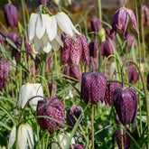 Kievitsbloemen gemengd (x30) - Fritillaria Meleagris - Willemse