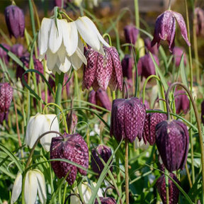 Kievitsbloemen gemengd (x30) - Fritillaria Meleagris - Willemse