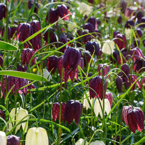 Kievitsbloemen gemengd (x30) - Willemse