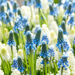 Blauw-witte Muscari mix (x35) - Willemse