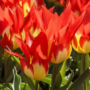 5 Tulpen 'Flames Mystery' - Tulipa Fosteriana Flames Mystery - Willemse
