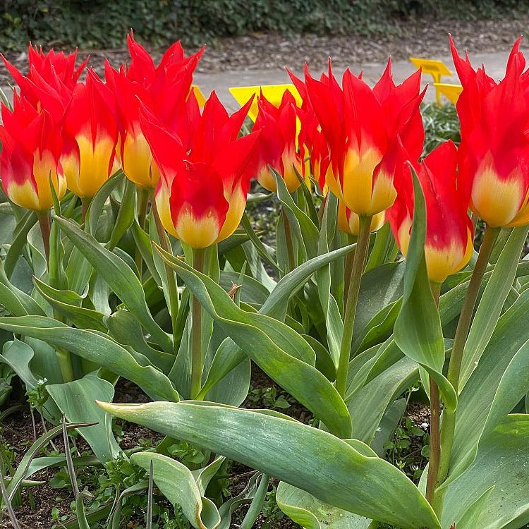 5 Tulpen 'Flames Mystery' - Willemse