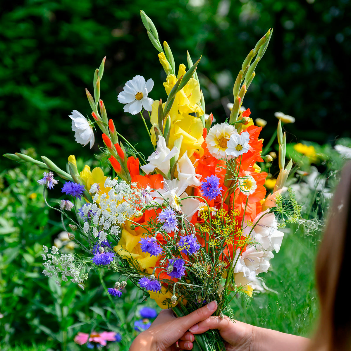 Gladiolen en veldbloemen Mix - Gladiolus - Willemse