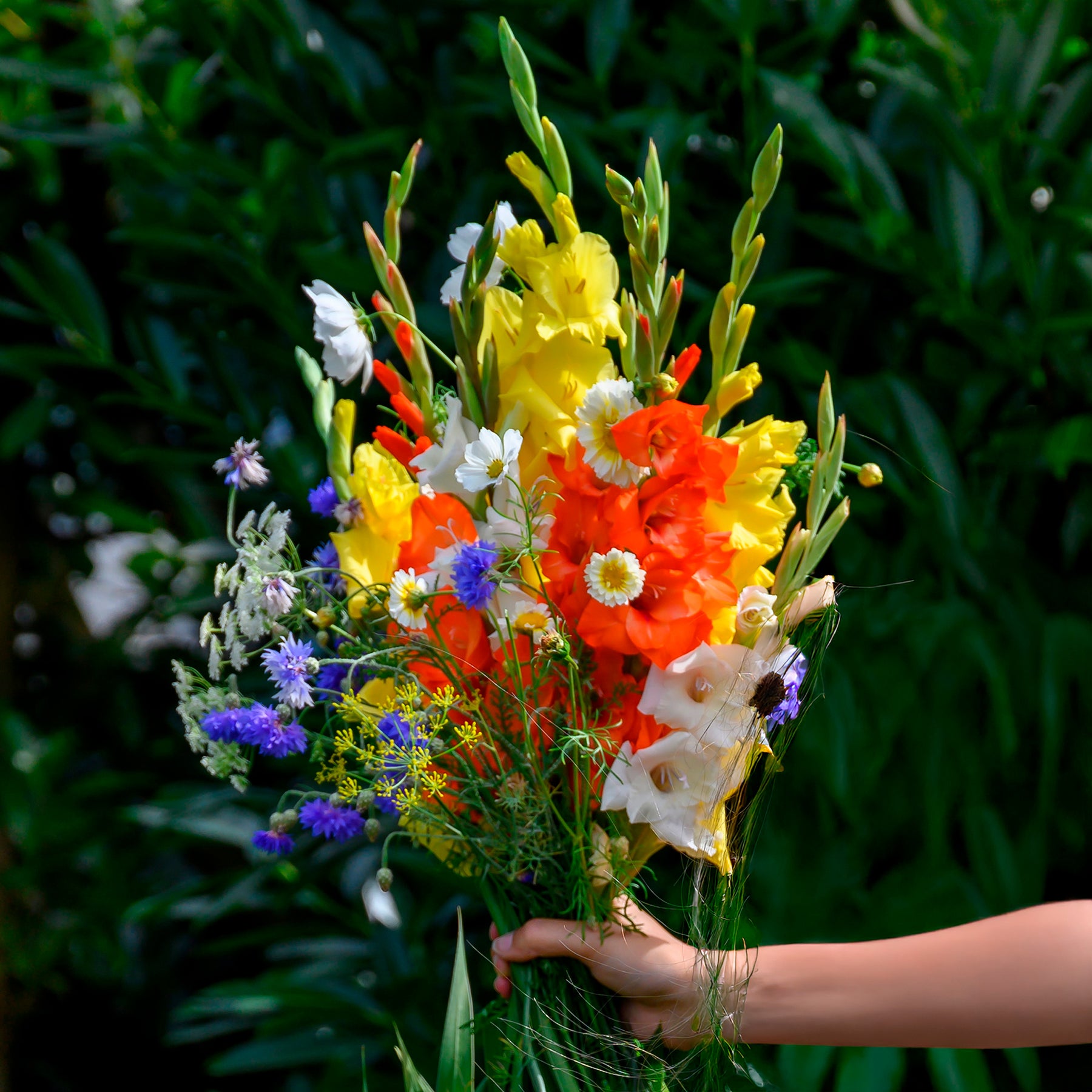 Gladiolen en veldbloemen Mix - Willemse