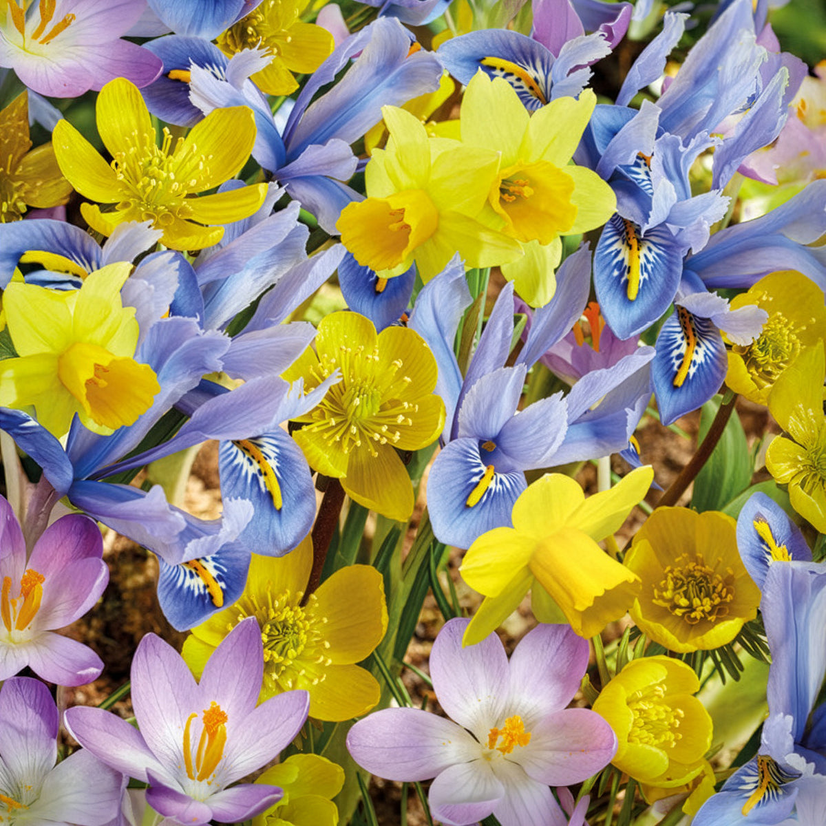 50 bollen bijvriendelijke bloemen geel/paars - Willemse